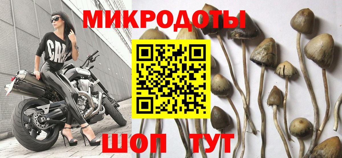 Галлюциногенные грибы Psilocybe Мурино